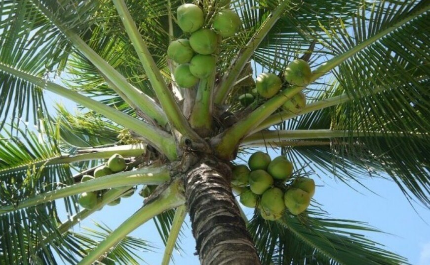 Dừa tươi Bến Tre một trong những loại quả được ưa chuộng vào mùa hè giúp thanh lọc cơ thể