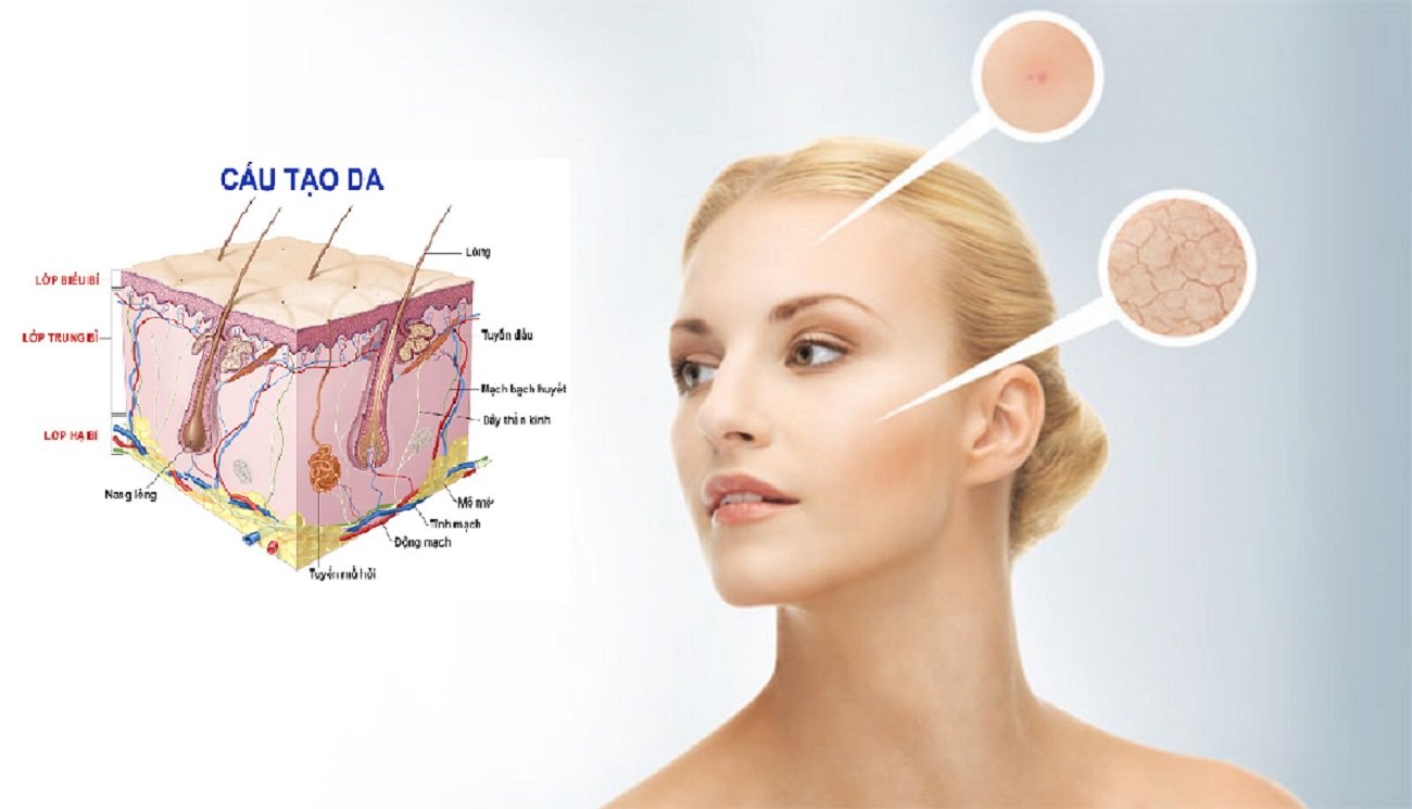 Về cấu trúc của da mặt