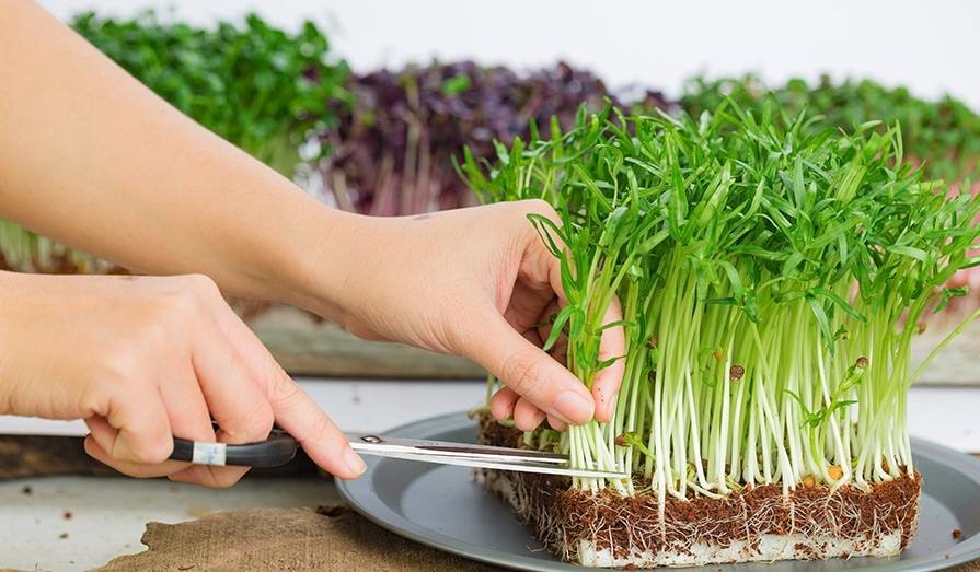 Top 7 lợi ích của việc ăn rau mầm giàu chất dinh dưỡng và tốt cho sức khỏe